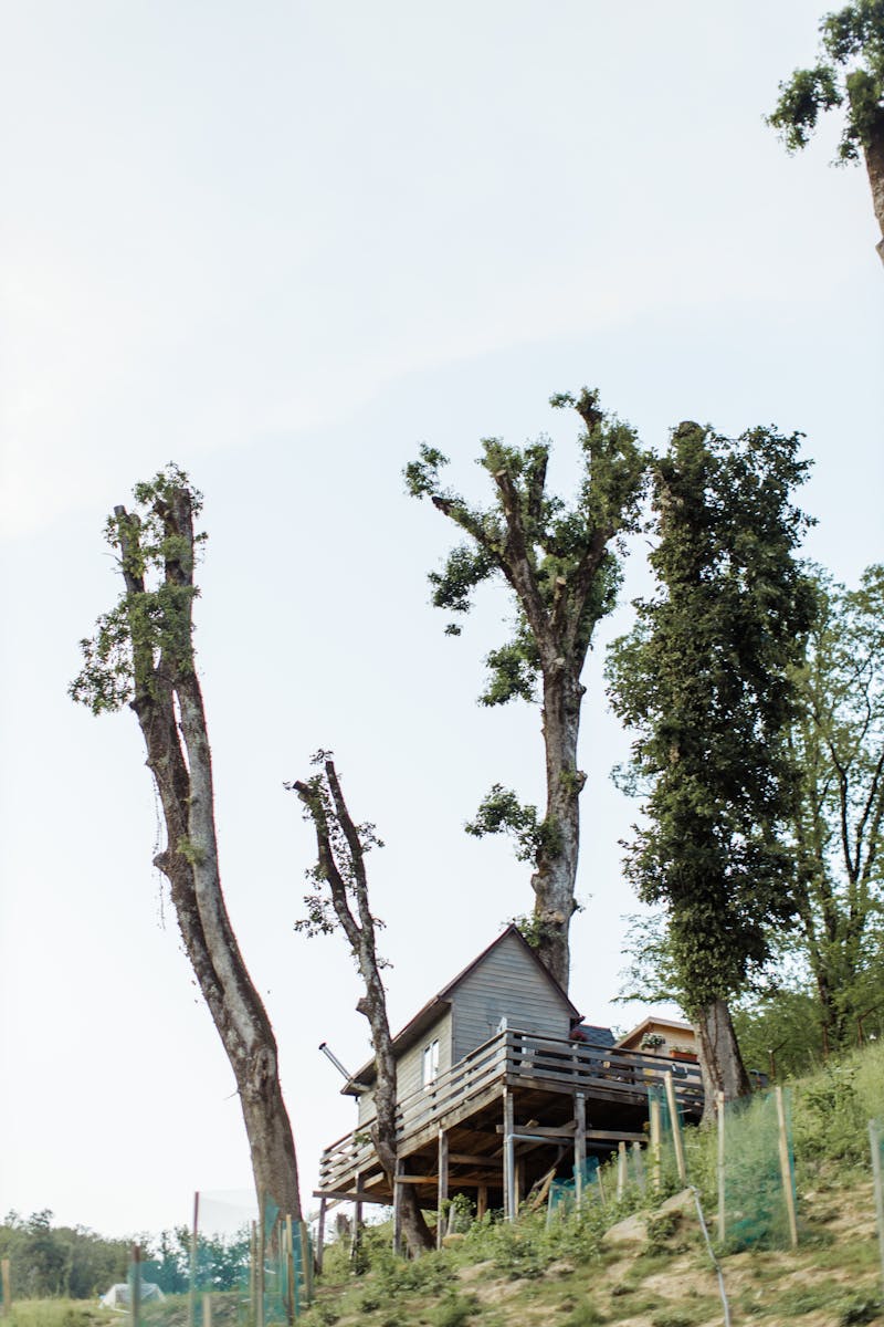 A wooden treehouse nestled among tall trees, perfect for an adventurous stay.